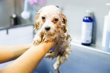 Dog Bathing Tips