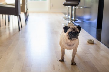 Top 10 Best Apartment Dogs
